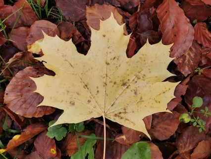 A large, yellow maple leaf (Acer) lies on the ground amongst brown leaves, autumn, Frankenwald