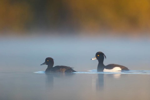 Tufted Duck (Aythya fuligula) pair, North Rhine-Westphalia, Germany