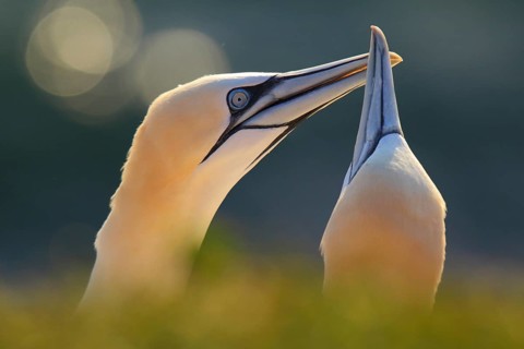 Northern Gannet (Morus bassanus) pair displaying, Schleswig-Holstein, Germany