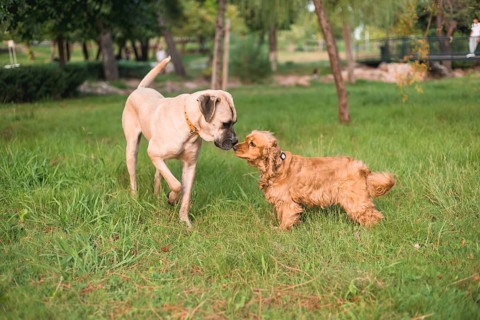 Two dogs playfully engage with each other on grassy terrain surrounded by trees