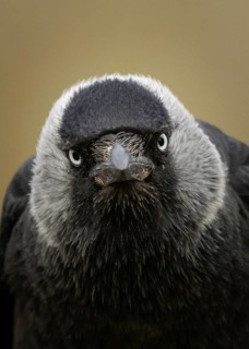 Western Jackdaw (Coloeus monedula), Smaland, Sweden