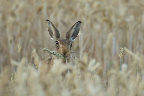 European brown hare (Lepus europaeus) adult animal eating a wheat plant seedhead in a farmland