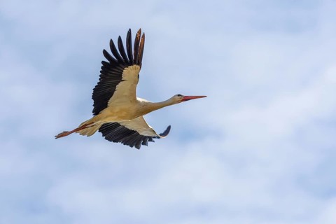 White stork (Ciconia ciconia) in the corridor, Affenberg, Salem, Lake Constance region,