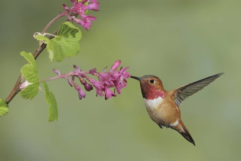 Rufous Hummingbird (Selasphorus rufus) male, British Columbia, Canada