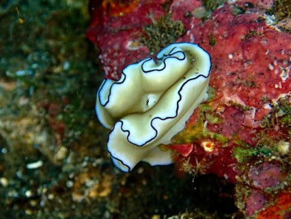 A black-and-white sea snail with curved edges, the black-edged Glossodoris (Doriprismatica
