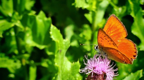 An orange butterfly, a male Duke of Burgundy (Lycaena virgaureae) with its wings folded, resting on