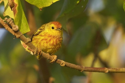 Mangrove Warbler (Setophaga petechia erithachorides), Ecuador