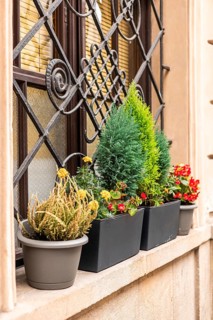 Potted plants arranged on a windowsill. Includes green conifer, yellow flowers, and red blooms in