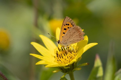 Small copper butterfly (Lycaena phlaeas) adult insect feeding on a garden yellow flower in summer,