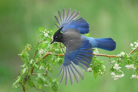 Steller's Jay (Cyanocitta stelleri) flying, Colorado, USA