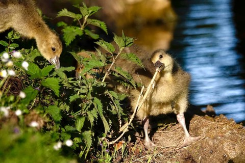 Lesser greylag geese at a lake, May, Germany