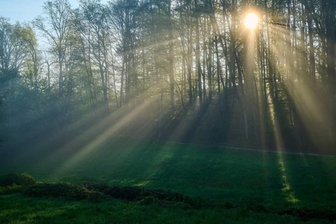 Sunbeams breaking through the trees of a forest in the morning, with fog and green grass,