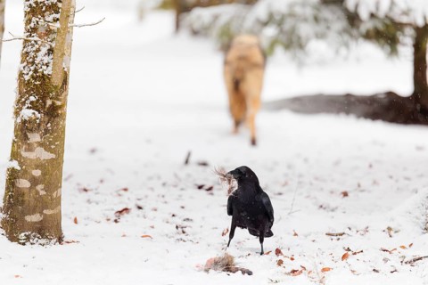 A common raven (Corvus corax) stands on a snow-covered meadow on a cloudy day, searching for food.
