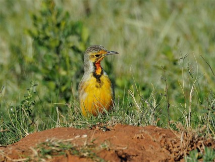 Cape Pipit (Macronyx capensis)