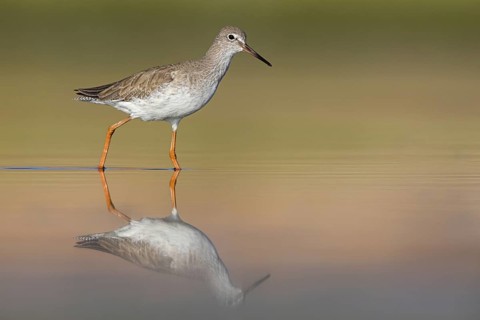 Redshank, (Tringa totanus), Animals, Birds, Snipe family, Raysut, Salalah, Sohar, Oman
