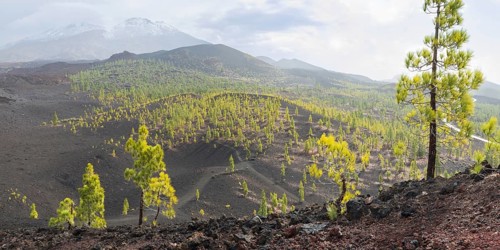 Canary Island pines (Pinus canariensis), Mirador de Chio, Teide National Park, Tenerife, Canary