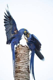 Hyacinth Macaw (Anodorhynchus hyacinthinus) Pantanal Brazil