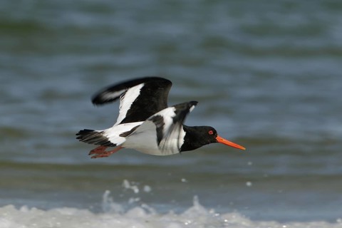 Austernfischer am Spülsaum entlangfliegend; Nordseeküste, Düne von Helgoland, lat. Haematopus