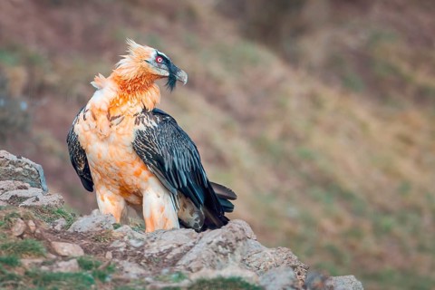 Bearded vulture (Gypaetus barbatus), also known as lammergeier or bone crusher, foraging, colourful