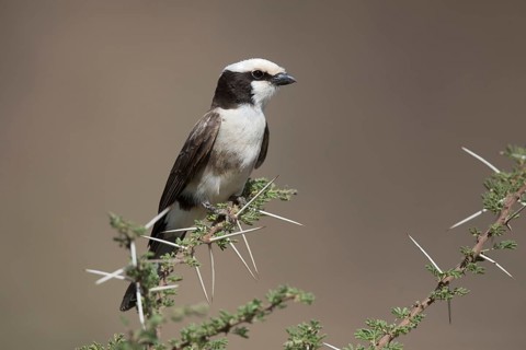 Northern White-crowned Shrike (Eurocephalus ruppelli), Saritie Plains, Ethiopia