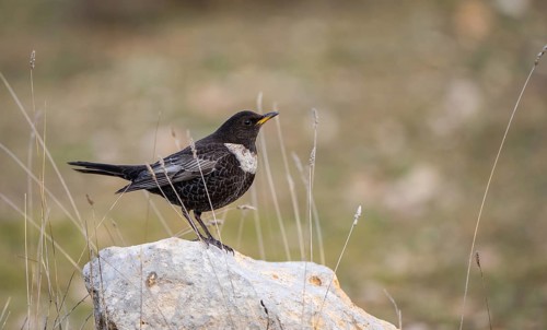 A Ring ouzel stands gracefully on a rock, surrounded by tall wild grass, displaying its distinctive