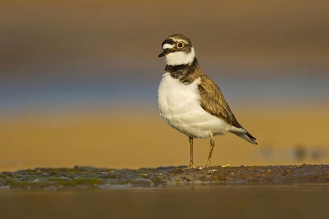 Little Ringed Plover (Charadrius dubius) female foraging, North Rhine-Westphalia, Germany