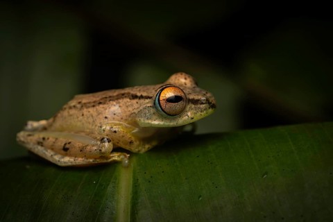 A frog of the genus Boophis sp. in the rainforests of Marojejy National Park in north-east
