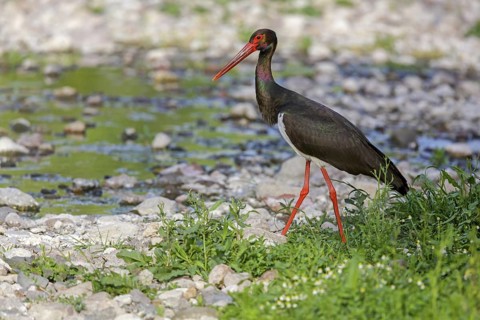 Black stork, (Ciconia nigra), animals, birds, storks, biotope, habitat, foraging, Lesbos, Lesbos