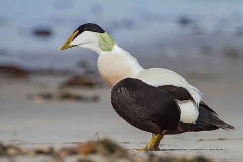 Common Eider (Somateria mollissima) male on the beach, Schleswig-Holstein, Germany