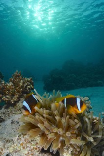 Red sea anemonefish (Amphiprion bicinctus)