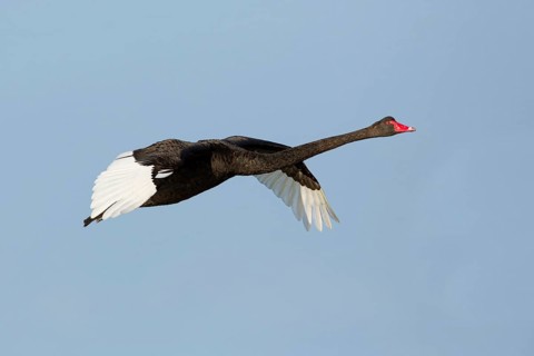 Black Swan (Cygnus atratus) flying, Victoria, Australia