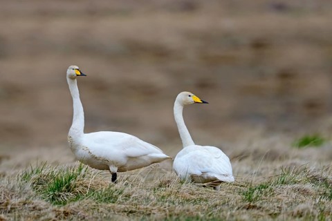 A pair of whooper swans (Cygnus cygnus) in the Icelandic tundra. Iceland