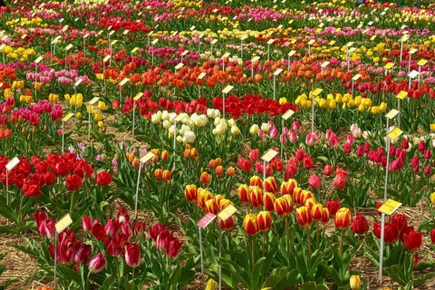 Colourful tulips (Tulipa), blooming in an extensive flower field, Flower Auction, Netherlands