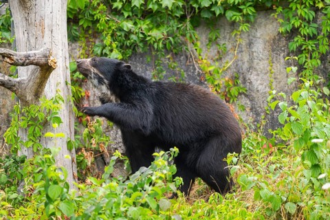 American black bear (Ursus americanus), climbing an old tree trunk, captive, Bavaria, Germany
