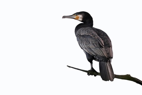 A cormorant (Phalacrocorax carbo) perched on a branch against a white background, North