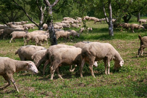Sheep (Ovis), Dettinger Kirschenweg and Kirschenheimat, cherry growing tradition in the Erms