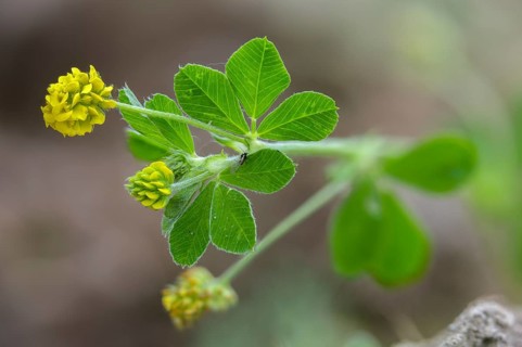 Black Medick, Fabaceae, yellow clover, hop alfalfa, hop snail clover, Medicago lupulina,