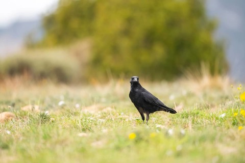 Common raven (Corvus corax) on a meadow in autumn, Pyrenees, Catalonia, Spain