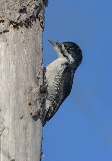 Black-backed Woodpecker (Picoides arcticus) female climbing tree, Minnesota, USA