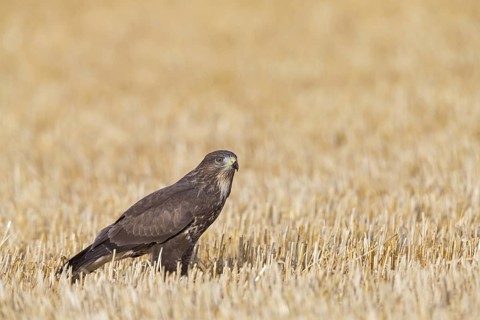 Buzzard, (Buteo buteo), animals, birds, bird of prey, hawk family, buzzard, buzzards, sits in a