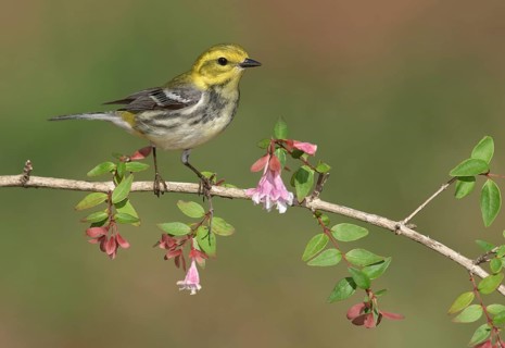 Black-throated Green Warbler (Setophaga virens) perched on a flowering branch, Texas, USA