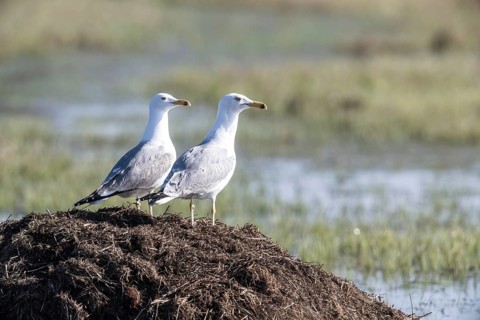 Herring Gulls (Larus argentatus), Lower Saxony, Germany