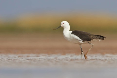 Andean Avocet (Recurvirostra andina) in a wetland in Bolivia, South America