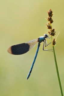 Banded demoiselle (Calopteryx splendens), male, North Rhine-Westphalia, Germany