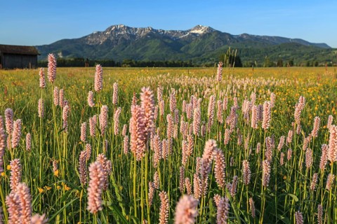 Meadow knotweed (Bistorta officinalis), flowering meadow in front of mountains, morning light,