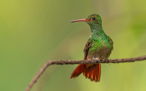 Braunschwanzamazilie (Amazilia tzacatl) in Costa Rica