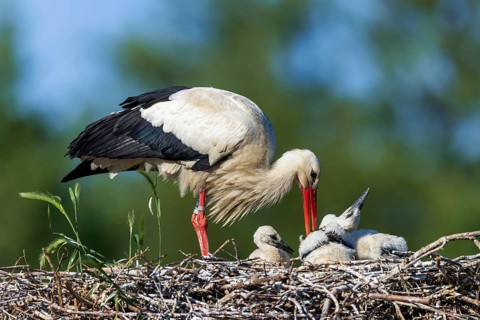 Stork feeding the chicks on a well-built nest on a clear day, White Stork (Ciconia ciconia),