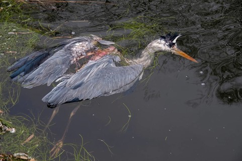 Ardea cinerea, heron, gray heron, birds, ciconiiformes, dead, rivers, herons, river, walking birds,