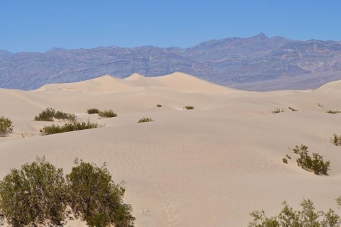 Wide sand dunes with scattered bushes against a mountain backdrop, Death Valley National Park,