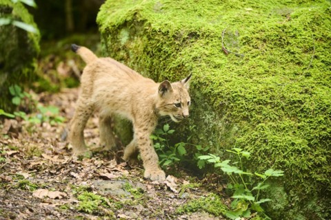 Eurasian lynx (Lynx lynx) youngster walking through a forest, Bavaria, Germany
